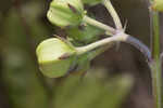 Largeflower milkweed